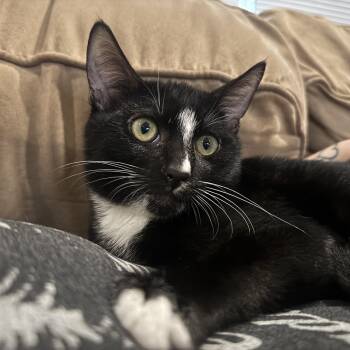 WIGGLES -  Domestic Short Hair Cat for Adoption in Hamilton Township, New Jersey - WIGGLES | PetCurious