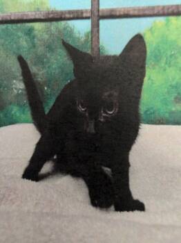 Mollie 3 -  Domestic Short Hair Cat for Adoption in Parker, Colorado - Mollie 3 | PetCurious