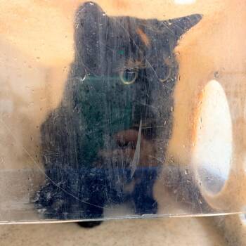 Victorian -  Domestic Short Hair Cat for Adoption in Philadelphia, Pennsylvania - Victorian | PetCurious
