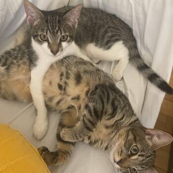 Rescue Domestic Short Hair Cats for Adoption in Los Angeles, California - Hufflepuff And Buddy (bonded Sibs) | PetCurious