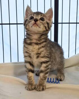 Aylesh -  Domestic Short Hair Cat for Adoption in Novato, California - Aylesh | PetCurious