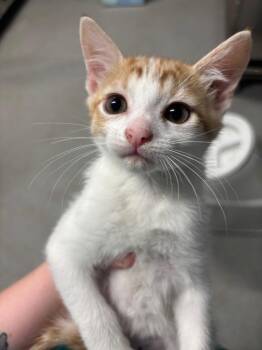 Domestic Short Hair Cats Available for Adoption in Bloomington, Indiana - Cash | PetCurious