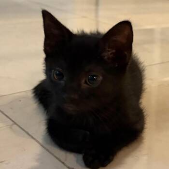 Kunai -  Domestic Short Hair Cat for Adoption in Pleasanton, California - Kunai | PetCurious