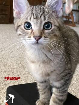 Ferb -  Domestic Short Hair Cat for Adoption in Centerville, Utah - Ferb | PetCurious