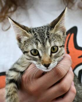 Toni -  Domestic Short Hair Cat for Adoption in Corrales, New Mexico - Toni | PetCurious