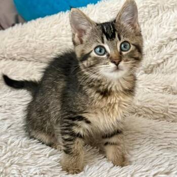 Jaci Van Byssum -  Domestic Medium Hair and Tabby Cat for Adoption in Morrison, Colorado - Jaci Van Byssum | PetCurious