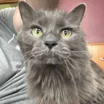 Cora -  Domestic Long Hair Cat for Adoption in Omaha, Nebraska - Cora | PetCurious