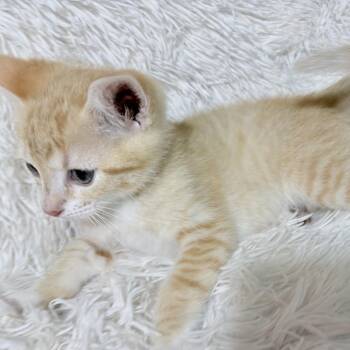 Dawnfire -  Domestic Short Hair Cat for Adoption in Fredericksburg, Virginia - Dawnfire | PetCurious