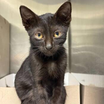 Storm -  Domestic Short Hair Cat for Adoption in San Antonio, Texas - Storm | PetCurious