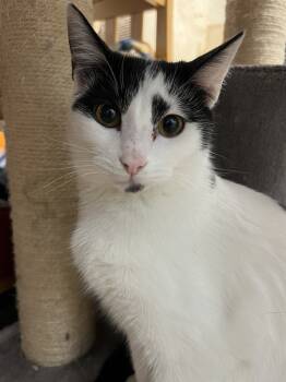 Rescue Domestic Medium Hair Cats for Adoption in West Mifflin, Pennsylvania - Pepper | PetCurious