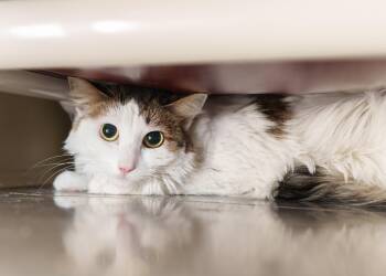 Sarah -  Domestic Long Hair Cat for Adoption in Boise, Idaho - Sarah | PetCurious