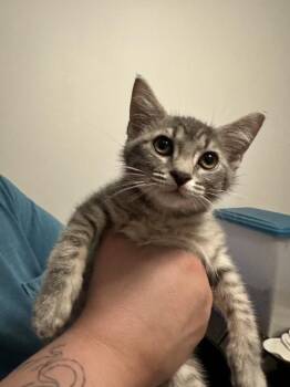 Whimsy -  Domestic Short Hair Cat for Adoption in Topeka, Kansas - Whimsy | PetCurious
