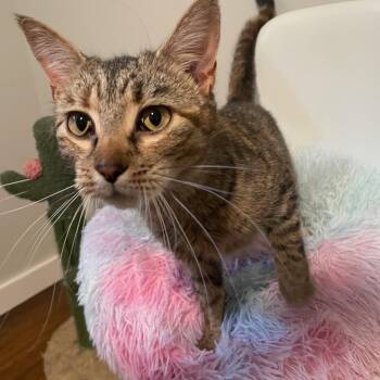 Willa -  Domestic Short Hair Cat Available for Adoption in Syracuse, New York - Willa | PetCurious