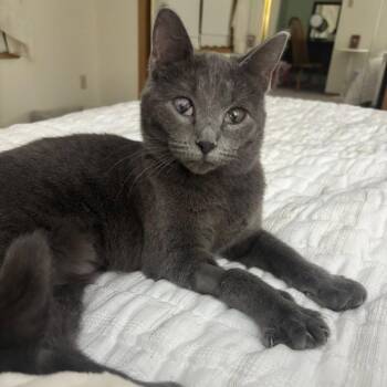 Domestic Long Hair Cats Available for Adoption in Saint Paul, Minnesota - Pigeon | PetCurious