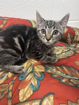 Raveena -  Domestic Short Hair Cat for Adoption in Spruce Pine, North Carolina - Raveena | PetCurious
