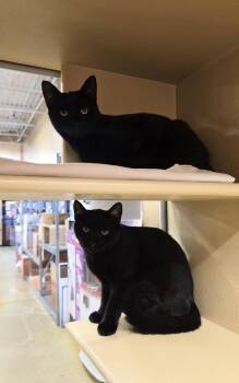 Rescue Domestic Short Hair Cats for Adoption in North Haven, Connecticut - Brendan And Patrick | PetCurious