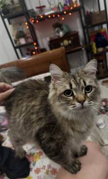 Summer -  Domestic Long Hair and Tabby Cat for Adoption in Dallas, Texas - Summer | PetCurious