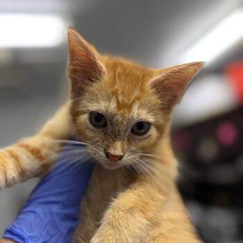 Luigi -  Domestic Short Hair Cat for Adoption in Summerville, South Carolina - Luigi | PetCurious