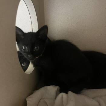 Nile -  Domestic Short Hair Cat for Adoption in Durango, Colorado - Nile | PetCurious