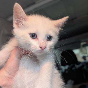 Zane -  Domestic Short Hair Cat for Adoption in Biltmore Forest, North Carolina - Zane | PetCurious