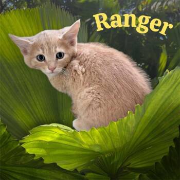 Domestic Short Hair Cats Available for Adoption in Visalia, California - RANGER | PetCurious