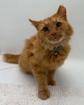Tank -  Domestic Long Hair and Domestic Short Hair Cat for Adoption in Bowling Green, Kentucky - Tank | PetCurious