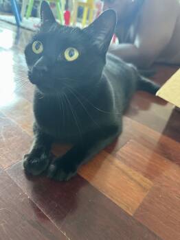 Rescue Domestic Short Hair Cats for Adoption in New Orleans, Louisiana - Frank-- DECLAWED | PetCurious