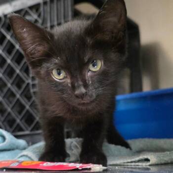 Adelaide -  Domestic Short Hair Cat for Adoption in Auburn, Alabama - Adelaide | PetCurious
