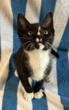 FIGARO -  Domestic Short Hair Cat for Adoption in Pensacola, Florida - FIGARO | PetCurious