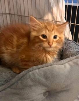 Simba -  Domestic Medium Hair Cat for Adoption in Cleveland, Ohio - Simba | PetCurious