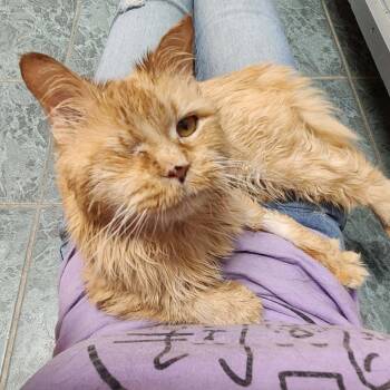 John Legend -  Domestic Medium Hair Cat for Adoption in Oshkosh, Wisconsin - John Legend | PetCurious