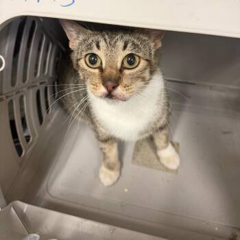 Domestic Short Hair Cats Available for Adoption in Memphis, Tennessee - Sunkist | PetCurious