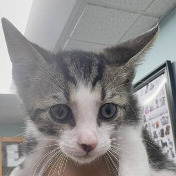 Diesel -  Domestic Short Hair Cat for Adoption in Buffalo, New York - Diesel | PetCurious