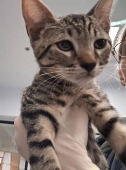 SPOON -  Domestic Short Hair Cat for Adoption in Santa Fe, New Mexico - SPOON | PetCurious