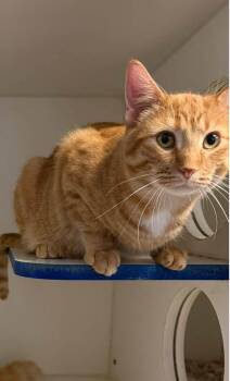 Aslan -  Domestic Short Hair Cat for Adoption in Weldon, Illinois - Aslan | PetCurious