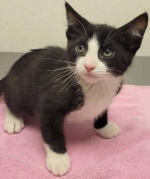 Quail -  Domestic Short Hair Cat for Adoption in Eugene, Oregon - Quail | PetCurious