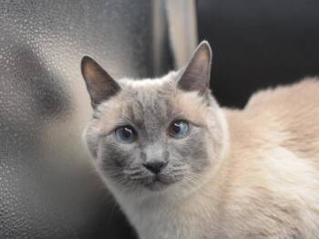 Sting -  Siamese Cat for Adoption in Portland, Oregon - Sting | PetCurious