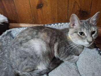 Rescue Dilute Tortoiseshell Cats for Adoption in Lawrenceville, Georgia - Gardinia | PetCurious