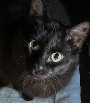 Rescue Domestic Medium Hair Cats for Adoption in Jurupa Valley, California - Lesean | PetCurious