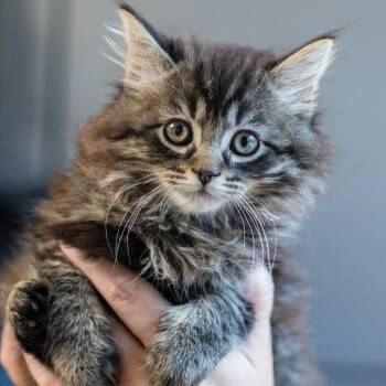 Domestic Long Hair Cats Available for Adoption in Memphis, Tennessee - OKRA-30562 | PetCurious