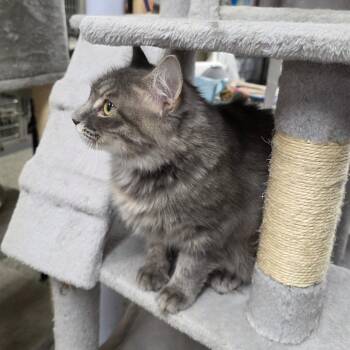 Mystique -  Domestic Medium Hair Cat for Adoption in Falls Church, Virginia - Mystique | PetCurious