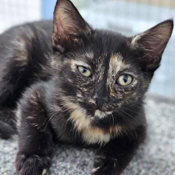Clover -  Domestic Short Hair Cat for Adoption in Toledo, Ohio - Clover | PetCurious