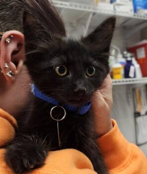 DA VINCI -  Domestic Medium Hair Cat for Adoption in St. Louis, Missouri - DA VINCI | PetCurious