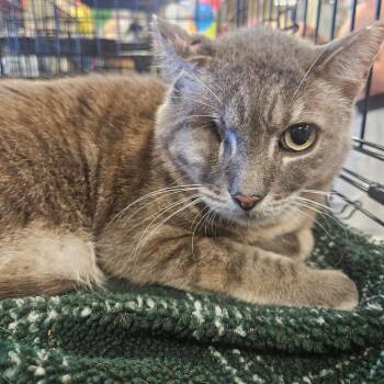 Artemios -  Domestic Short Hair Cat for Adoption in Grantsville, Utah - Artemios | PetCurious
