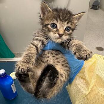 Harvest -  Domestic Short Hair Cat for Adoption in Oak Park, Illinois - Harvest | PetCurious