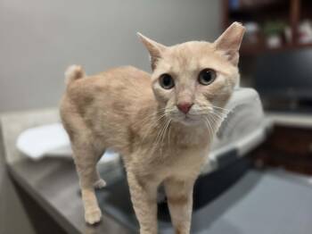 Shimi -  Domestic Short Hair Cat for Adoption in College Station, Texas - Shimi | PetCurious