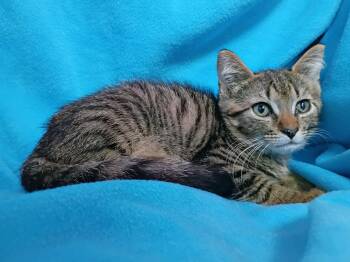 Gasket -  Domestic Short Hair Cat for Adoption in Morgantown, West Virginia - Gasket | PetCurious
