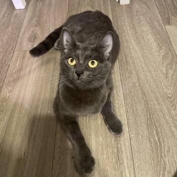 Domestic Short Hair Cats Available for Adoption - Chloe | PetCurious