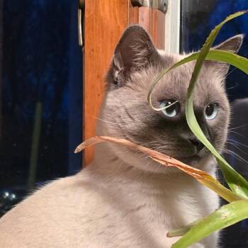 Rescue Siamese Cats for Adoption - SIMBA | PetCurious