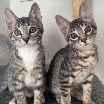 Pascal & Percy (bonded pair) -  Domestic Short Hair Cat for Adoption in Alexandria, Virginia - Pascal & Percy (bonded Pair) | PetCurious